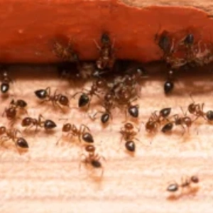 ants