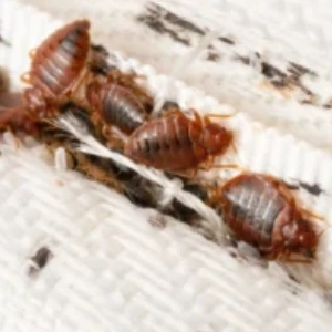 bed bugs