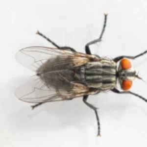 flies