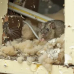 rodents