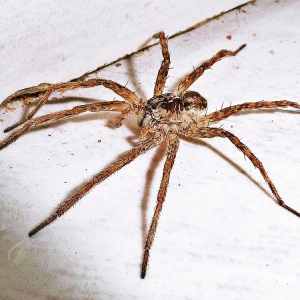 spider