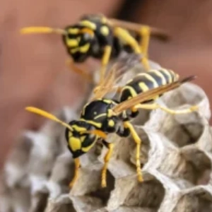 wasps