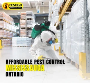 Affordable Pest Control Mississauga Ontario