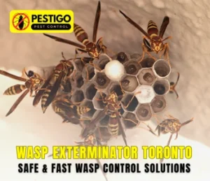 Wasp Exterminator Toronto