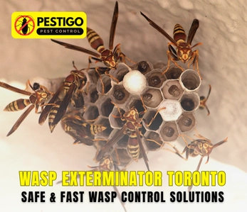 Wasp Exterminator Toronto