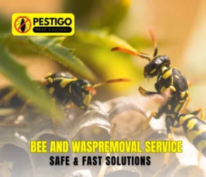 Bee and Wasp Removal Service