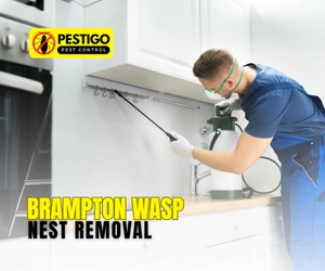 Brampton Wasp Nest Removal – No More Stings