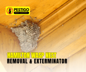 Hamilton Wasp Nest Removal & Exterminator