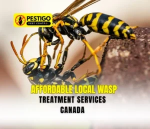 Local Wasp Treatment Services Canada