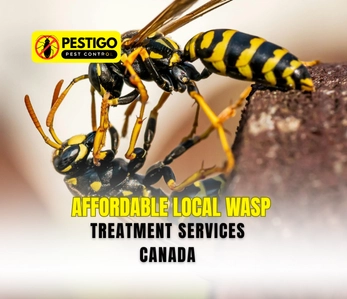 Local Wasp Treatment Services Canada