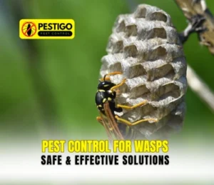 Pest Control for Wasps