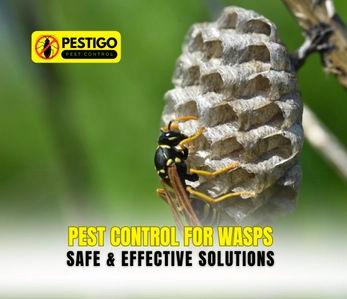 Pest Control for Wasps