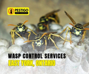 Wasp Control Services East York, Ontario