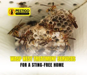 Wasp nest treatment services
