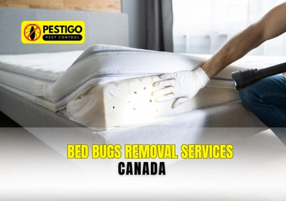 Bed Bugs Removal Services Canada