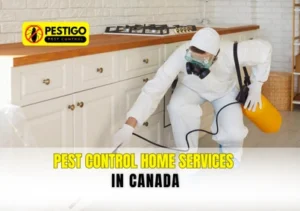Pest Control Home Services