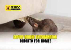 Rodent Exterminator Toronto