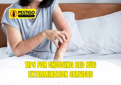 Bed Bug Extermination Services