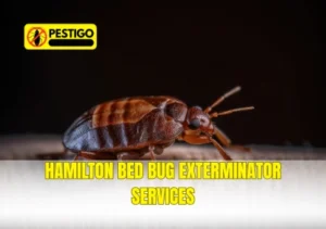 Hamilton Bed Bug Exterminator Services