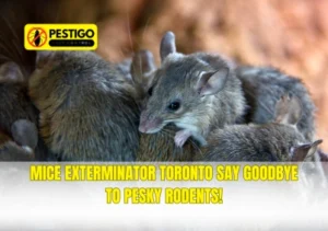 Mice Exterminator Toronto