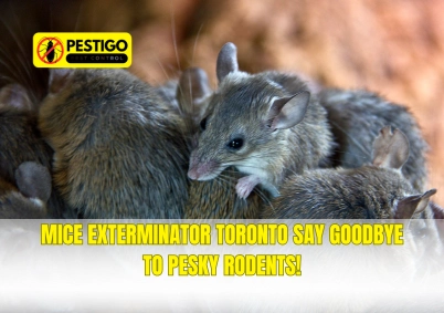 Mice Exterminator Toronto
