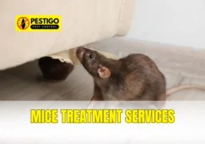 Mice Treatment Services