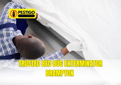 Bed Bug Exterminator Brampton