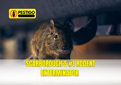 Rodent Exterminator Scarborough