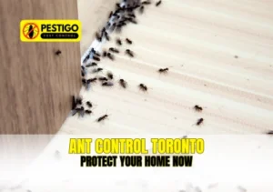 Ant Control Toronto