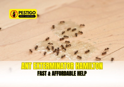 Ant Exterminator Hamilton