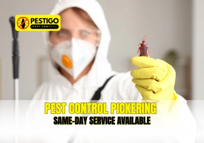 Pest Control Pickering – Same-Day Service Available