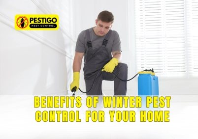 Winter Pest Control Benefits