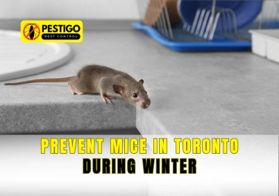Prevent Mice in Toronto During Winter