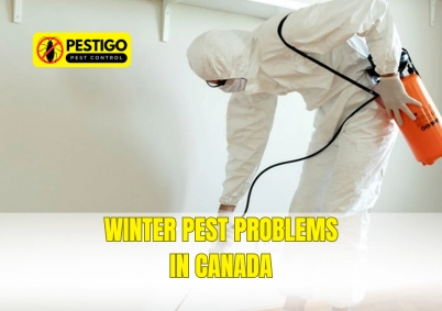Winter Pest Problems in Canada