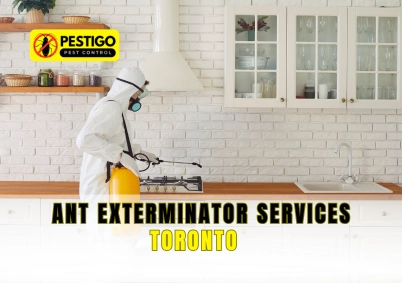 Ant Exterminator Services Toronto