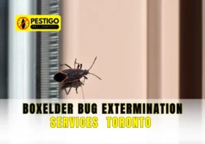 Boxelder Bug Extermination Services Toronto