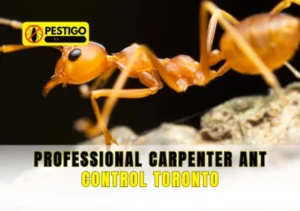 Carpenter Ant Control Toronto