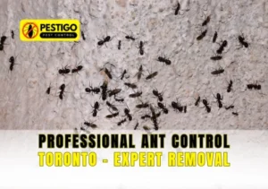 Professional Ant Control Toronto