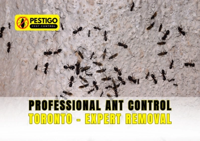 Professional Ant Control Toronto