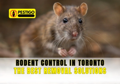 Rodent Control in Toronto