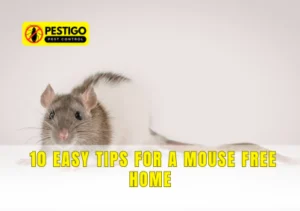 10 Easy Tips for a Mouse Free Home