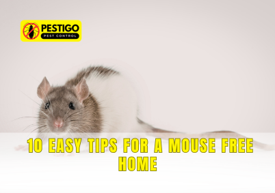 10 Easy Tips for a Mouse Free Home