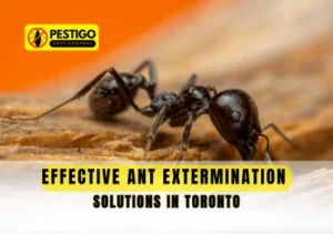 Ant Extermination Solutions in Toronto