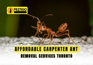 Carpenter Ant Removal Services Toronto