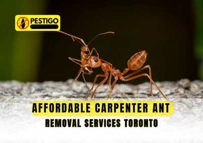 Carpenter Ant Removal Services Toronto