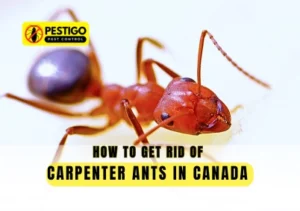 Get Rid of Carpenter Ants