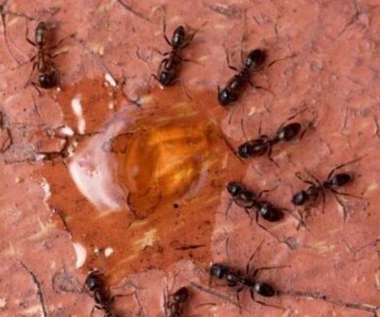 pest 1