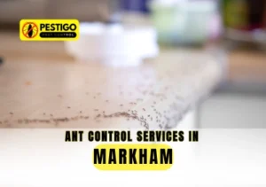 Ant Control Services in Markham