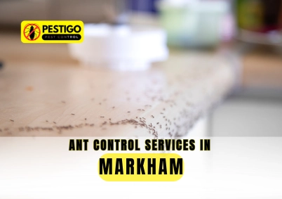 Ant Control Services in Markham