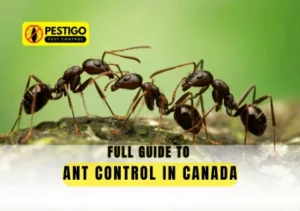 Ant Control in Canada